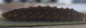 Larvae